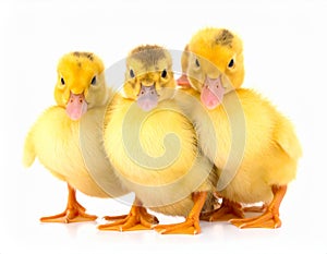 Three ducklings (Anatinae) with fluffy yellow feathers and orange webbed feet