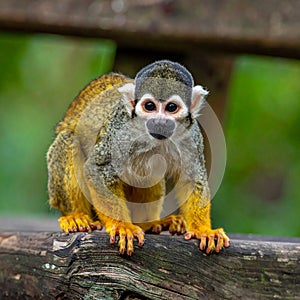 Little Squirrel Monkey is having fun on the wood bench