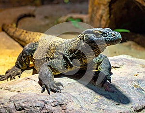 A monitor lizard (family Varanidae) rests on a rock, displaying its textured scales
