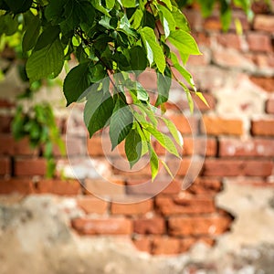 Branch of beautiful green tree near old brick wall outdoors