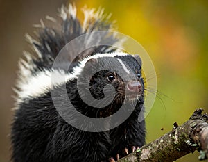 A skunk (family Mephitidae) is perched on a branch