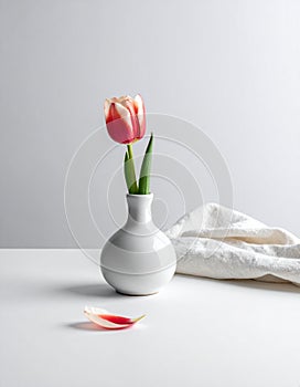 Tulip flower in small ceramic vase with linen cloth on white background