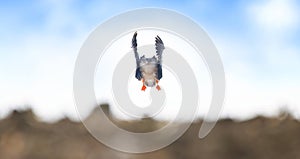 Anser serrirostris It lands in a field and it\'s an amazing sight. photo