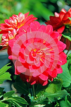 RED FLOWER DAHLIA