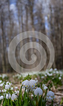 Leucojum vernum (spring snowflake) in spring forest photo