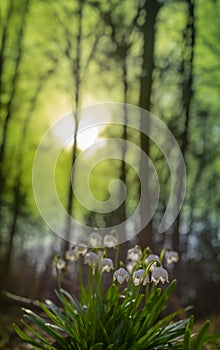 Leucojum vernum (spring snowflake) in spring forest photo