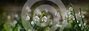 Leucojum vernum (spring snowflake) in spring forest photo