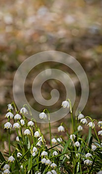 Leucojum vernum (spring snowflake) in spring forest photo