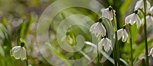 Leucojum vernum (spring snowflake) in spring forest photo