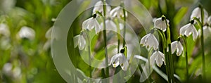 Leucojum vernum (spring snowflake) in spring forest photo