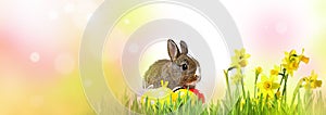 rabbit and easter eggs isolated photo