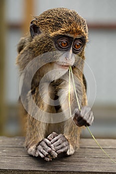 Delightful De Brazza Monkey: A Playful Portrait photo