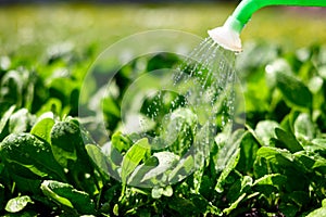 Watering of vegetable bed with lush green spinach leaves photo