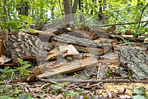 Generated ImageMake your own firewood in a national park for next winter. Relaxation for people. Renewable raw material