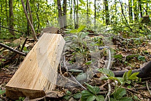 Generated ImageMake your own firewood in a national park for next winter. Relaxation for people. Renewable raw material