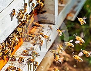 Generated ImageSwarms of bees at the hive entrance in a heavily populated honey bee, f