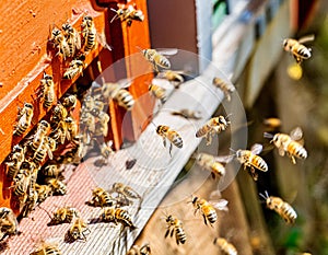 Generated ImageSwarms of bees at the hive entrance in a heavily populated honey bee, f