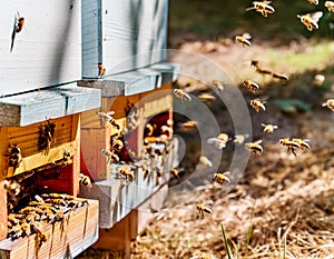 Generated ImageSwarms of bees at the hive entrance in a heavily populated honey bee, f