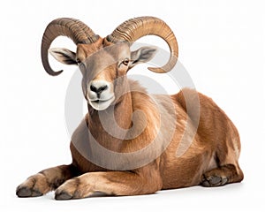 photo of aoudad isolated on white background. Generative AI photo