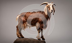 studio photo shot of Oberhasli goat on light background. Generative AI