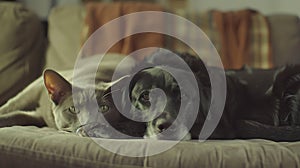 Generative AI Adorable cat and dog resting together on sofa indoors. Animal friendship business concept.