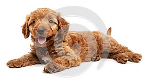 Generative AI Adorable red abricot Labradoodle dog puppy, laying down side ways, looking towards camera with shi
