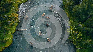 Generative AI Aerial view of wild bears hunting in river close to Kambalnoe Lake Kamchatka Russia business concept