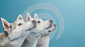 Generative AI Banner Close-up three hide dogs head. Isolated on blue background. business concept.