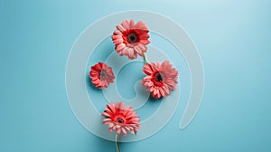 Generative AI Beautiful coral gerbera flowers on blue background top view Floral minimalist composition in flat la
