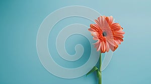 Generative AI Beautiful coral gerbera flowers on blue background top view Floral minimalist composition in flat la