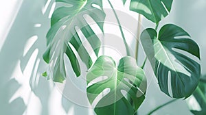 Generative AI Beautiful monstera leaves or Swiss Cheese plant on a white background Monstera in a modern interior
