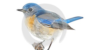 Generative AI Blue bird Himalayan Bluetail Tarsiger rufilatus on white background business concept.