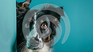 Generative AI border collie dog portrait in front of a blue background business concept.