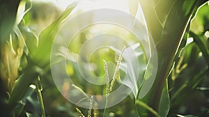 Generative AI Closeup corn cobs in corn plantation field business concept.
