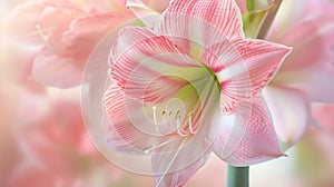 Generative AI Closeup macro soft focus on petal pink Amaryllis flowers tropical forest plant blossom pastel backgr