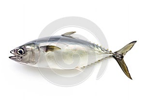 Generative AI Fish Atlantic bonito,  on white background (Sarda sarda) business concept. photo
