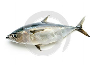 Generative AI Fish Atlantic bonito,  on white background (Sarda sarda) business concept. photo