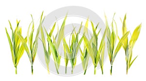 Generative AI fresh green yellow grass blades in a row with selective blur isolated on white background texture te