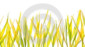 Generative AI fresh green yellow grass blades in a row with selective blur isolated on white background texture te