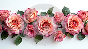 Generative AI Fresh pink roses border isolated on white background business concept.