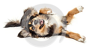 Generative AI Funny studio portrait of the smilling puppy dog Australian Shepherd lying on the white background, g