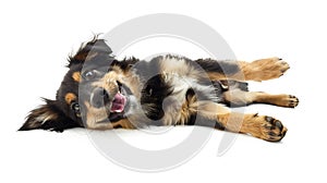 Generative AI Funny studio portrait of the smilling puppy dog Australian Shepherd lying on the white background, g