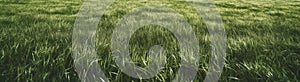 Generative AI: Green grass nature panorama