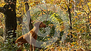 Generative AI Hungarian hound pointer vizsla dog in autumn time in the field business concept.