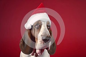 Generative AI image of a basset hound wearing a santa claus hat