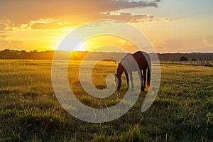 Generative AI Image of Horse is Eating Grass in Meadow with Sunlight at Sunrise