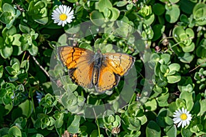 Generative AI Image of Orange Butterfly Landing on Plant with Daisy Flowers in Spring