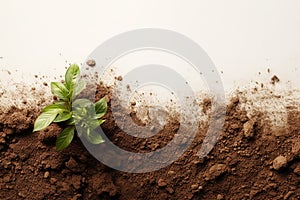 Generative AI Image of Soil and Small Plant with Blank Space on White Background