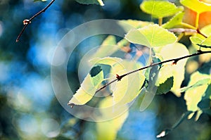 Generative ai images. Birch branch with leaves, illuminated by the sun, on a dark blue-green background. Birch branch with leaves