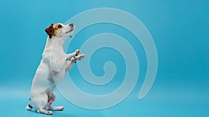 Generative AI Jack russell trick. Dog sitting on hind legs begging behaviour. Isolated on blue background. busines